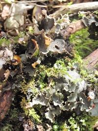 Foliose lichens