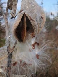 Milkweed