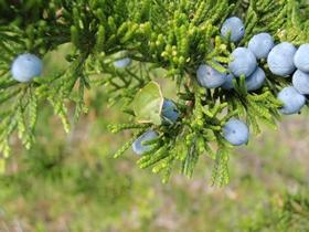 Juniper berries