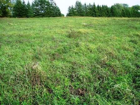 A clover/grass mix will protect and rejuvenate this field's soil overwinter