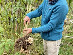 Jerusalem artichoke harvest