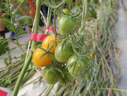 Tomato fruits produced via hydroponics