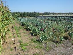 Corn, kale, and other vegetable production - Forman farms