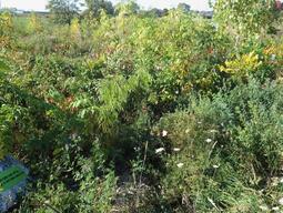 Little Forest plantation