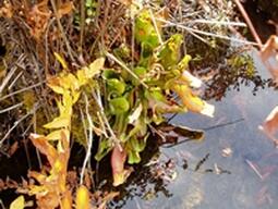 Pitcher Plant