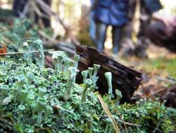 Fruiting bodies of a foliose lichen