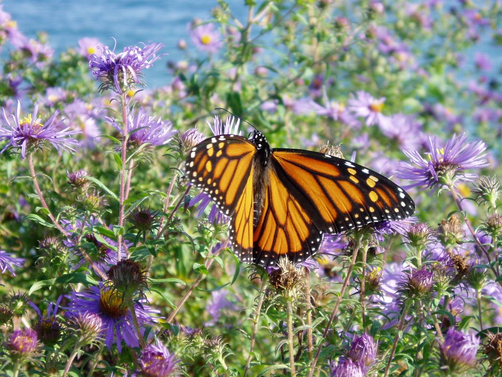 Monarch butterfly perched on aster flowers