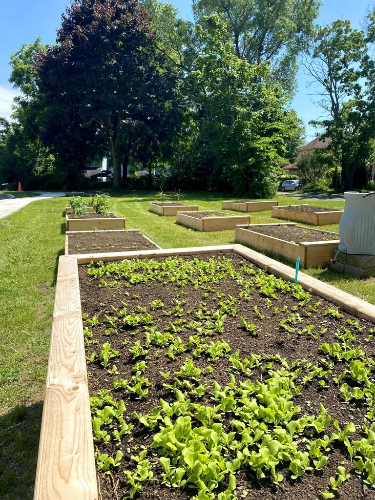 Lettuce growing in raised garden bed