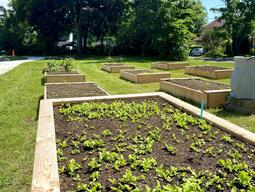 Lettuce growing in raised garden bed