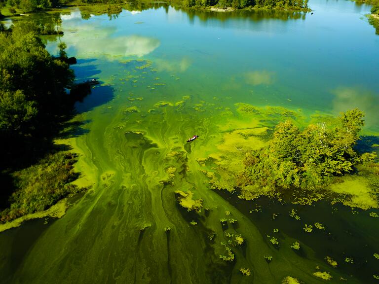 Green Algal blooms in water